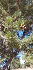 Pinus edulis
