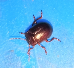 Chrysolina staphylaea