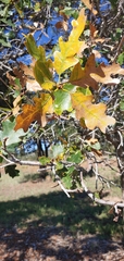 Quercus gambelii