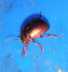 Chrysolina staphylaea