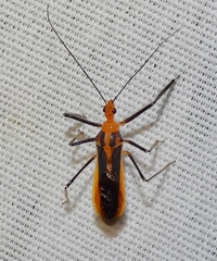 Repipta taurus