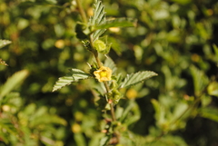 Malvastrum coromandelianum