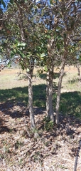 Quercus gambelii