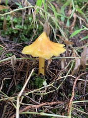 Hygrocybe