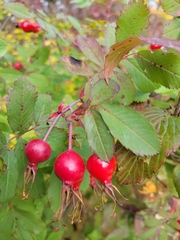 Rosa woodsii