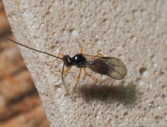 Ichneumonoidea