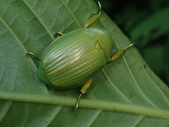 Chrysina costata