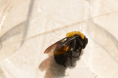 Bombus morrisoni