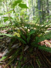 Dryopteris fragrans