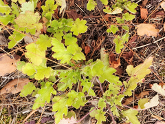 Heuchera micrantha diversifolia