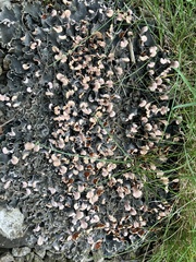 Peltigera rufescens