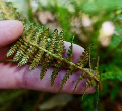 Dryopteris fragrans
