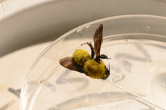 Bombus morrisoni