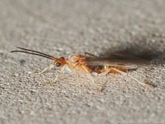 Brachyponera chinensis