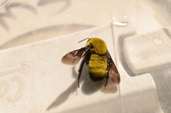 Bombus morrisoni