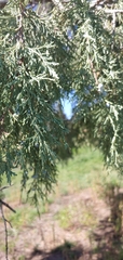 Juniperus scopulorum