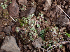 Mannia gracilis