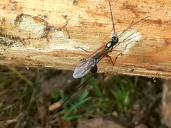 Dolichomitus imperator