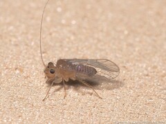 Hemipsocus chloroticus
