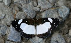 Janatella leucodesma