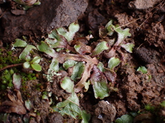 Mannia gracilis