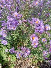 Symphyotrichum novae-angliae