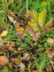 Zizia aurea