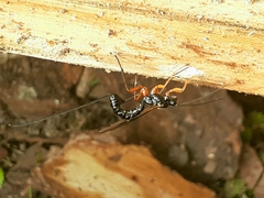 Dolichomitus imperator