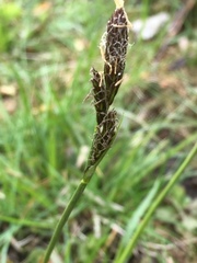 Carex caryophyllea
