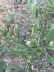 Chamaesaracha edwardsiana