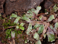 Mannia gracilis