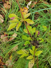 Zizia aurea