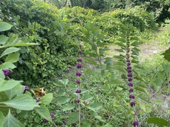 Callicarpa americana