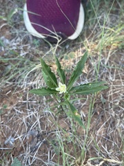 Chamaesaracha edwardsiana