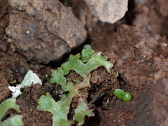 Mannia gracilis