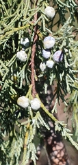 Juniperus scopulorum