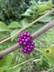 Callicarpa americana
