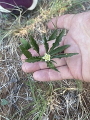 Chamaesaracha edwardsiana