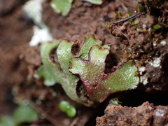 Mannia gracilis