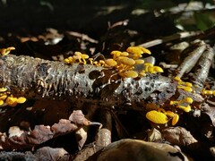 Favolaschia claudopus