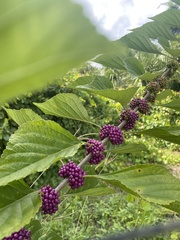 Callicarpa americana