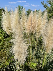 Cortaderia selloana