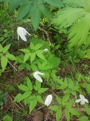 Clematis alpina sibirica