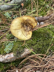 Tricholoma equestre