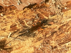 Dolichomitus imperator