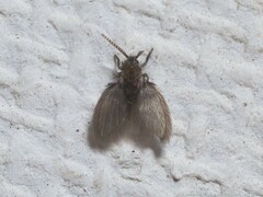 Psychodinae