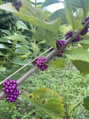Callicarpa americana