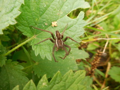 Dolomedes fimbriatus