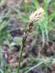 Carex caryophyllea