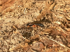 Dolichomitus imperator